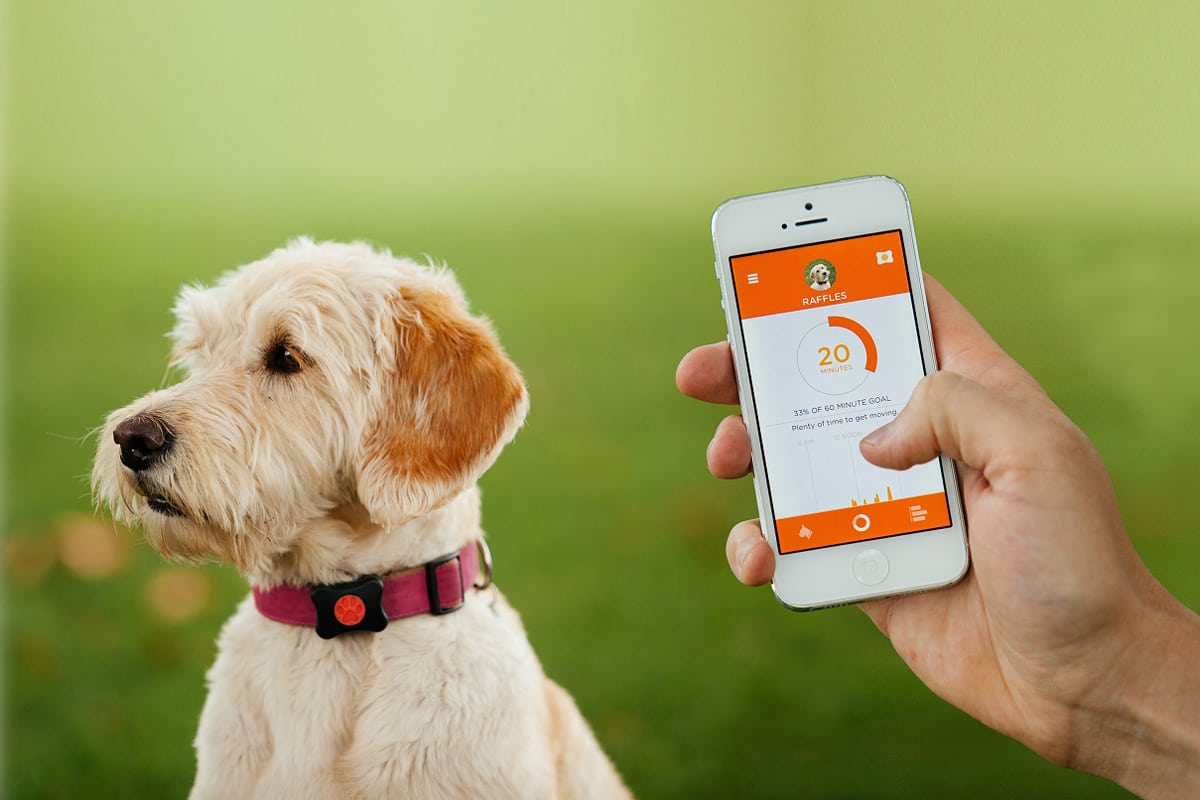 Industry leaders Neovia and RSA invest in PitPat PitPat