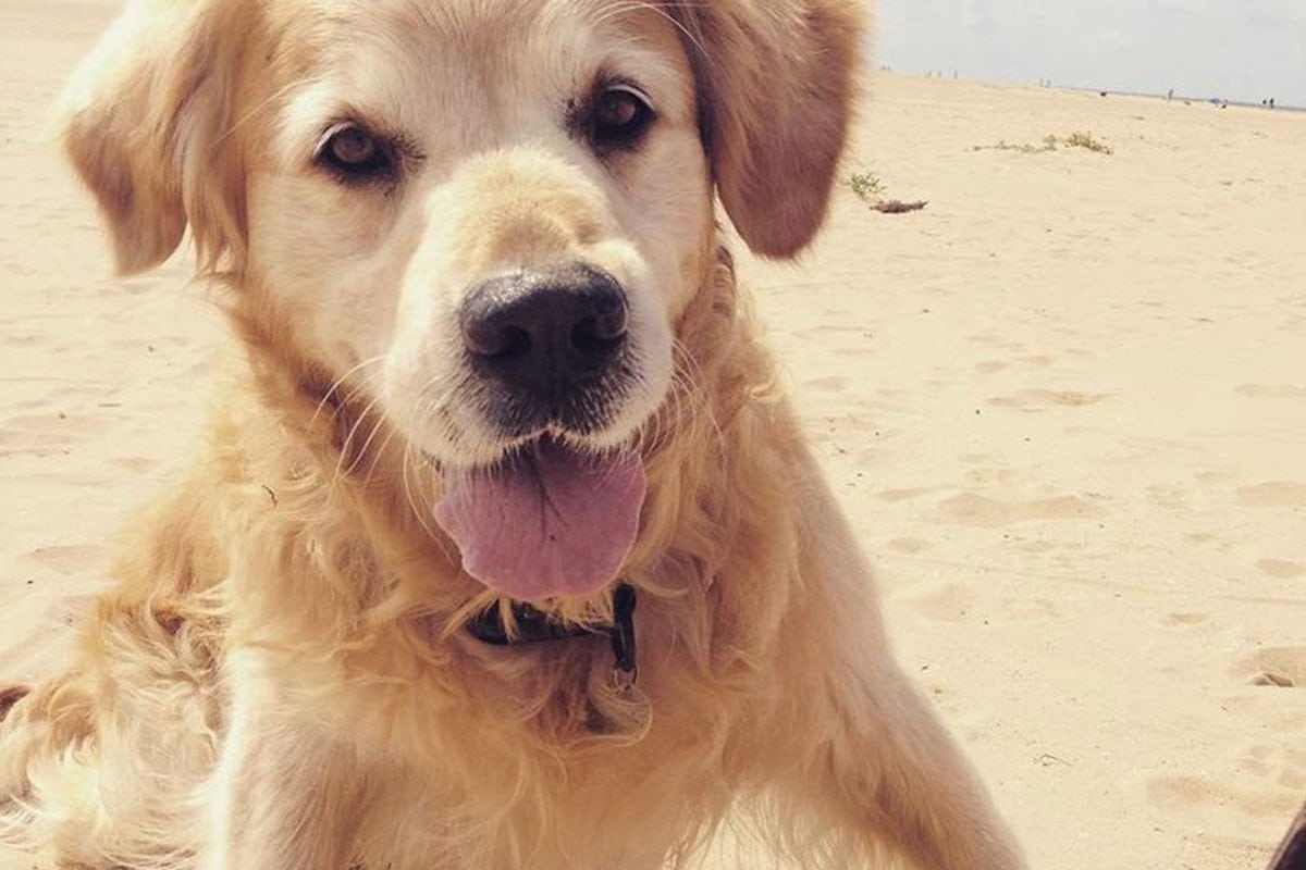 Dog friendly holidays