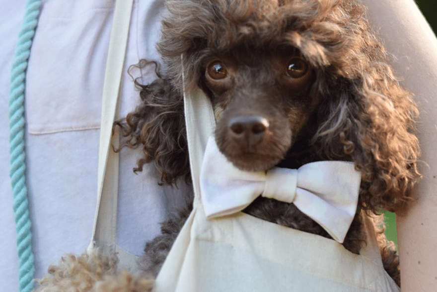 Dog in a bag