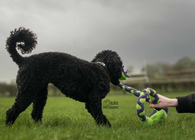 Black poodle playing tug-of-war with a rope toy in a field