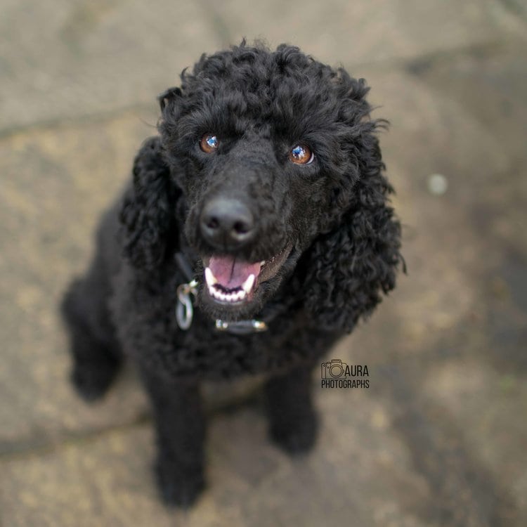 Black poodle sitting looking up at the camera