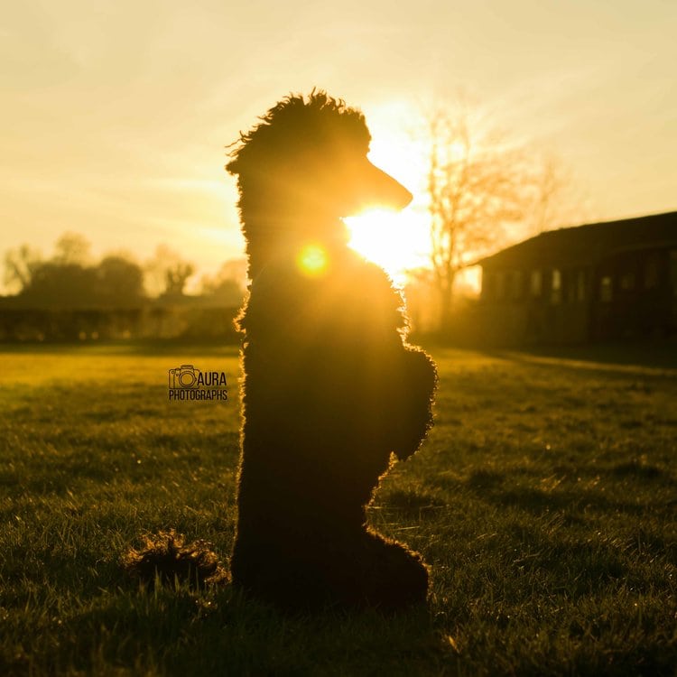 Black Poodle silhouetted in a park.