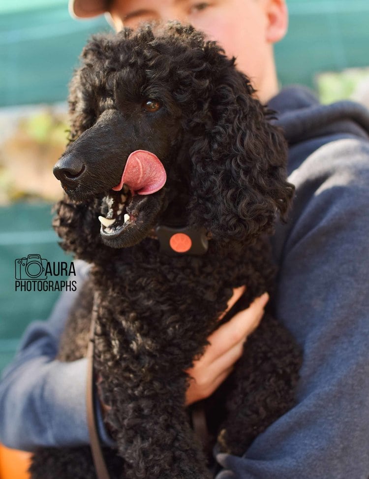 Black Poodle wearing an version 1 PitPat Dog Activity monitor being held by owner