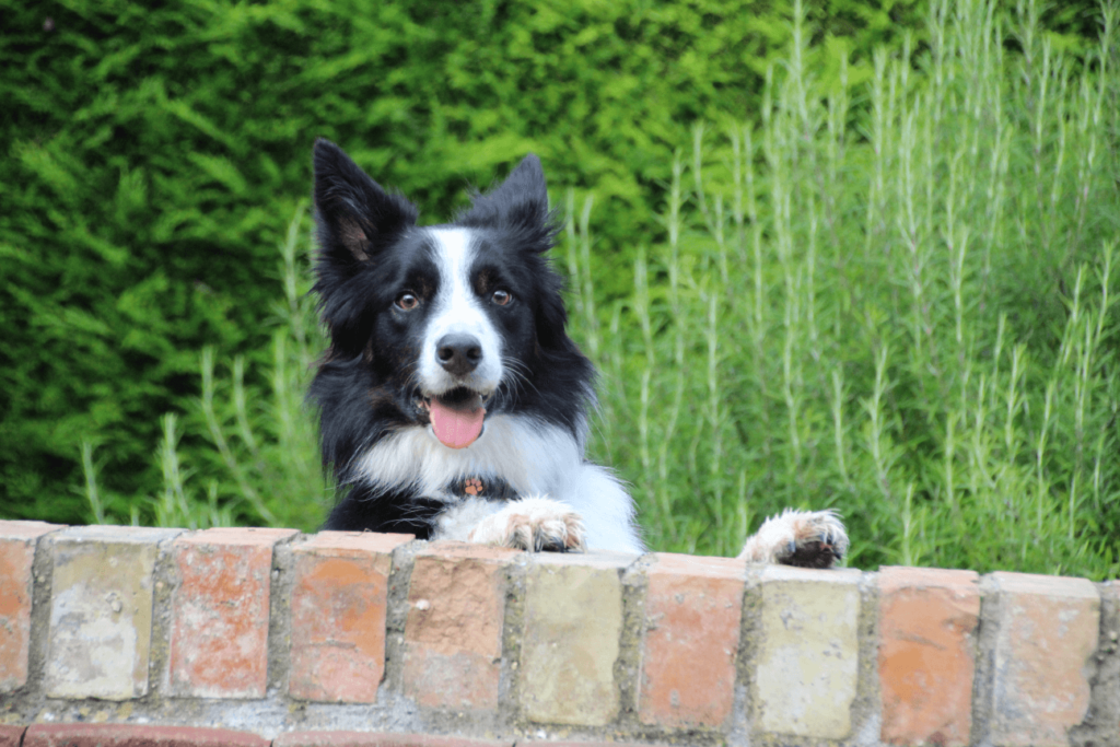 border collie peeking over wall