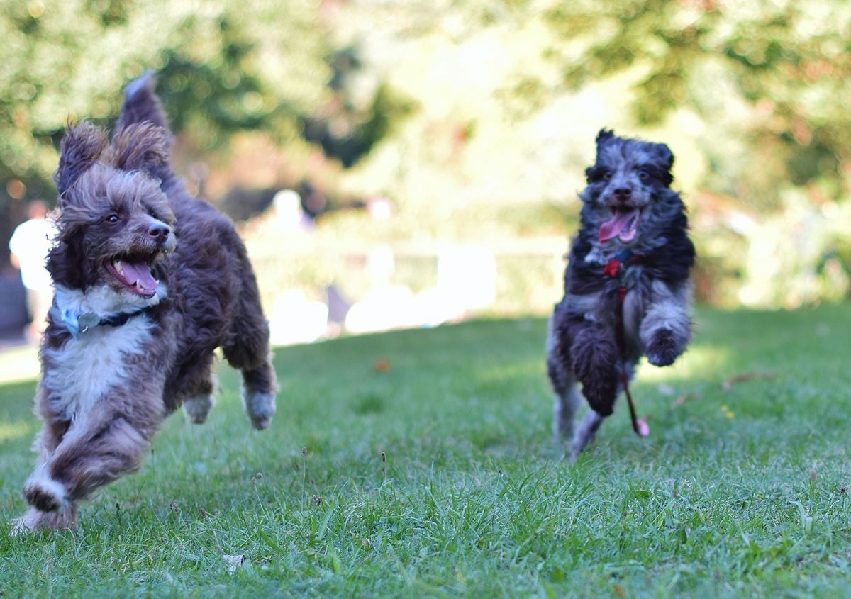 Canine gaits Taking off! PitPat