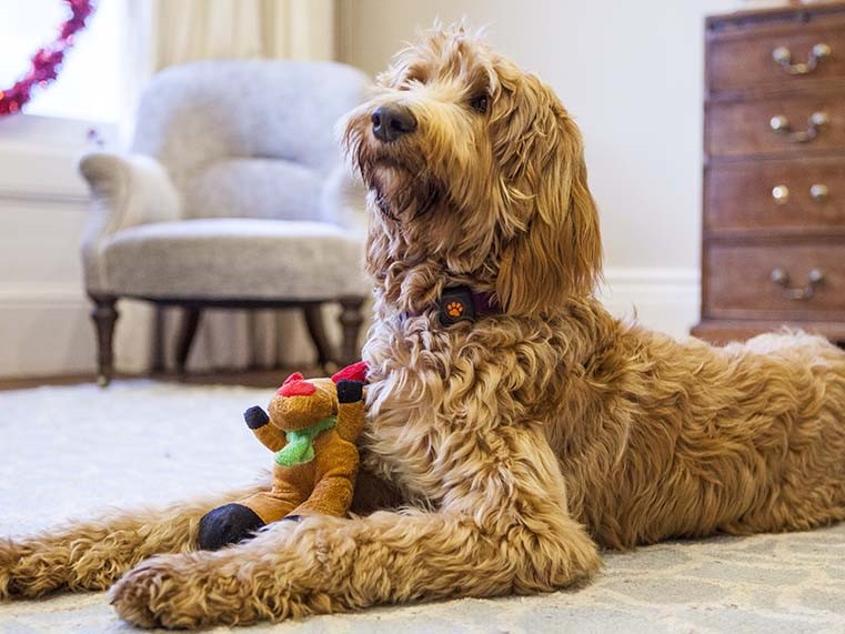 Christmas Treats for Dogs