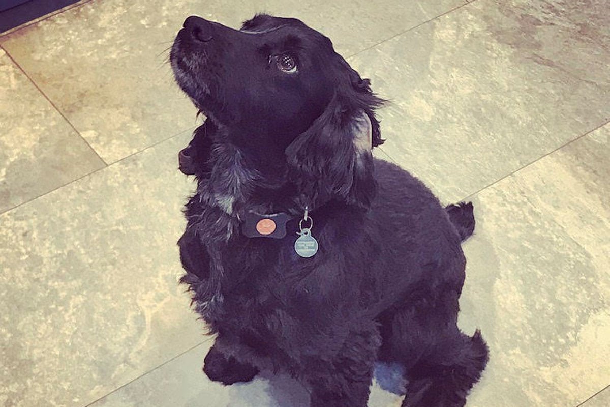 Doggy pancake recipes
