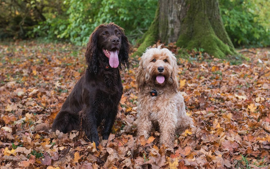 Doggy Winter Walks