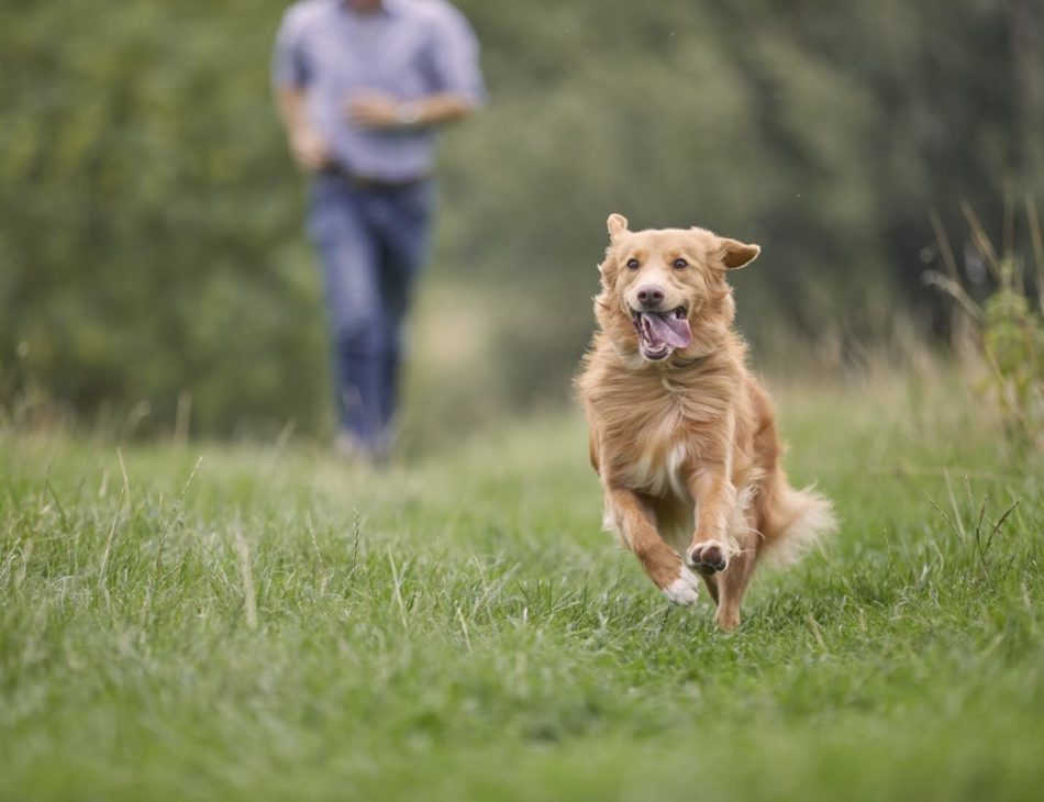 Duck Toller Retriever running in a field