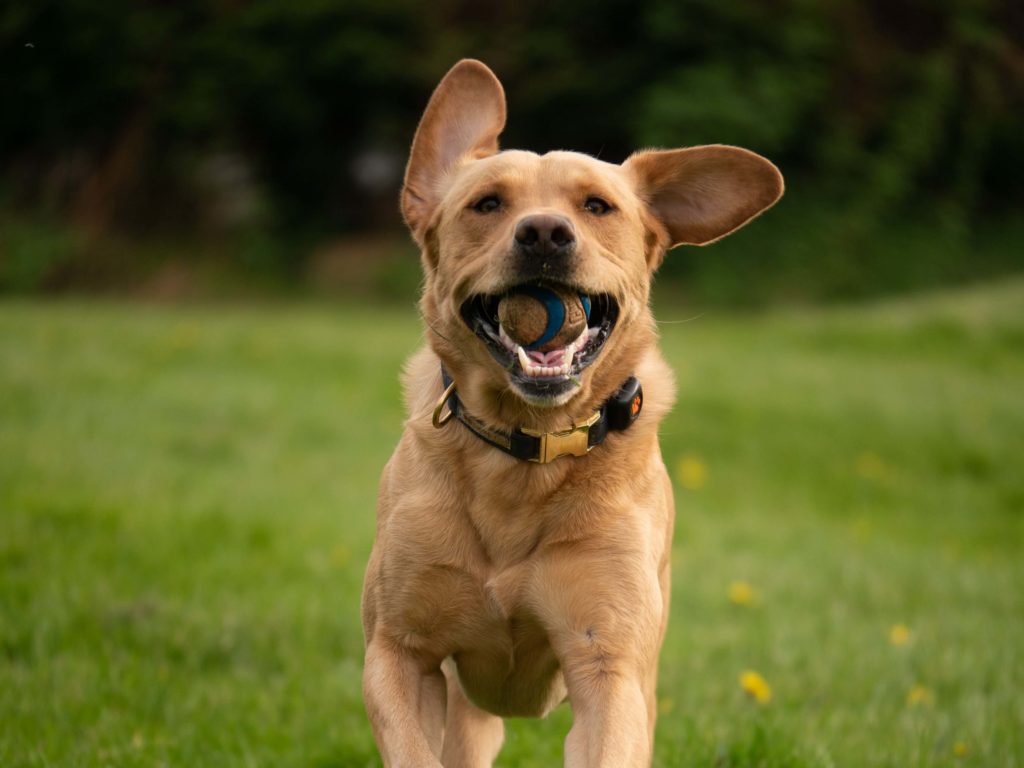 Yellow Labrador carrying a ball