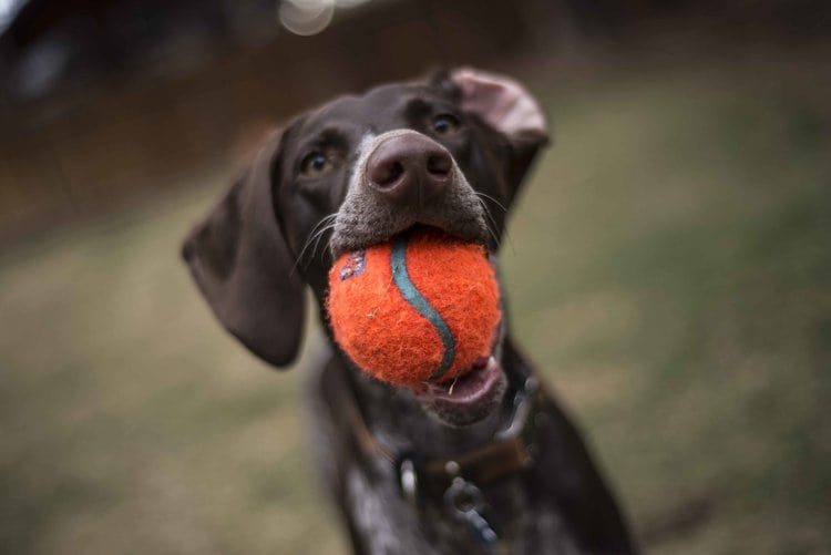 dog with an orange tennis ball in it's mouth