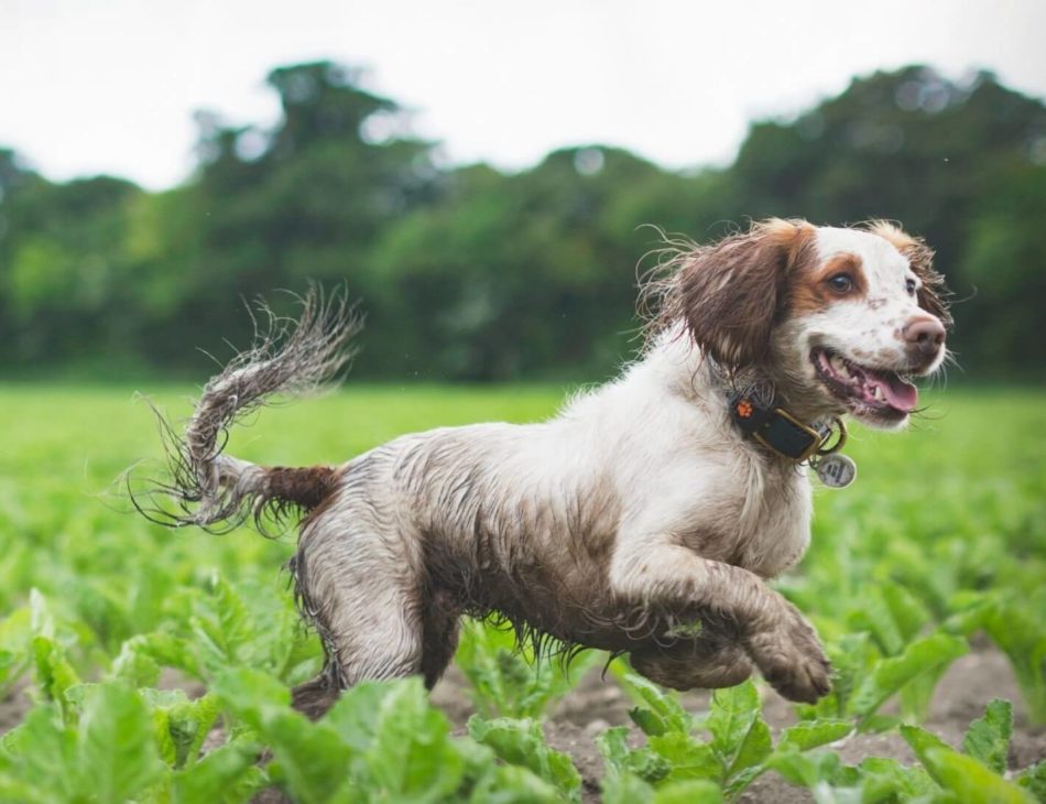 Spaniel running through crop field