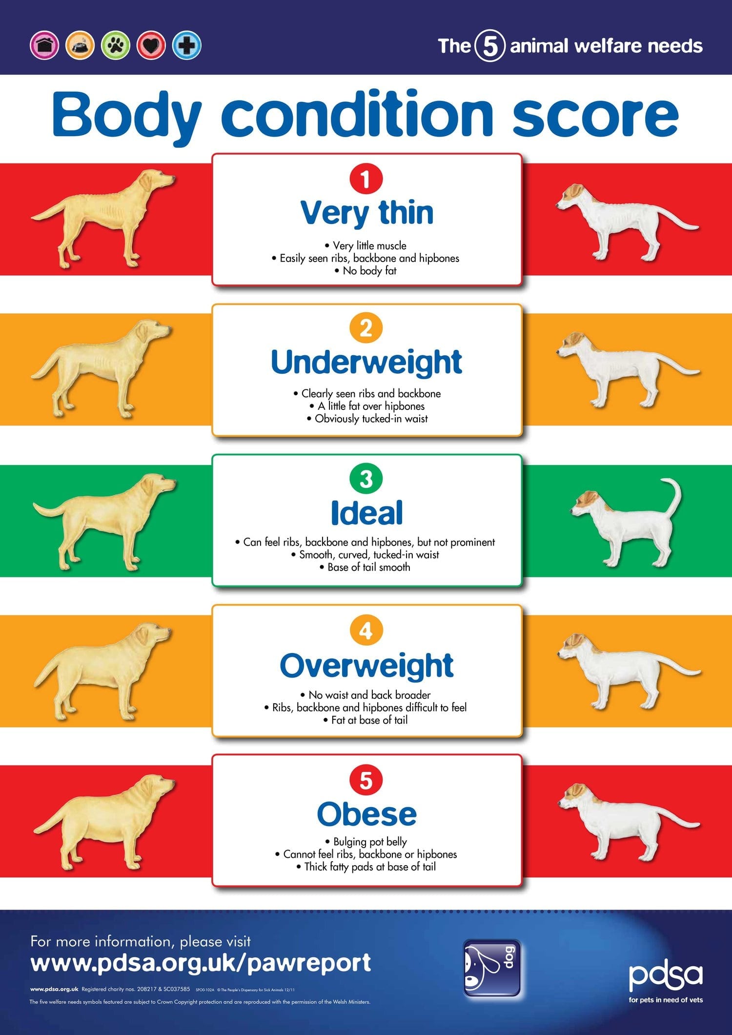 How To Get My Dog To Lose Weight