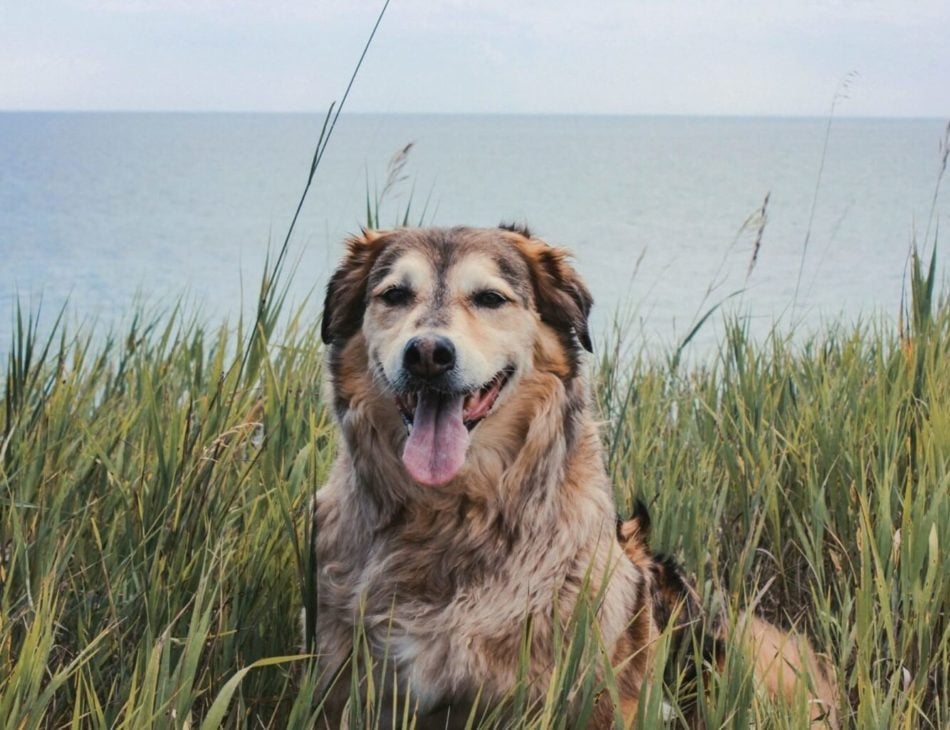 Dog sat in sand dunes in front of the sea