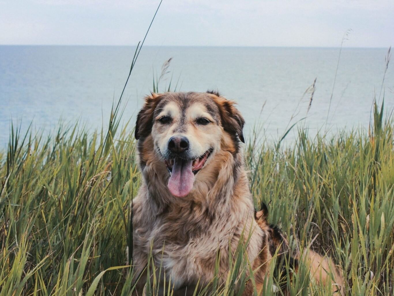 Dog sat in sand dunes in front of the sea