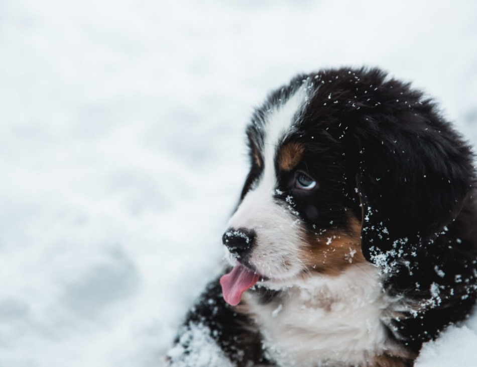 Bernese Mountain Dog puppy in the snow