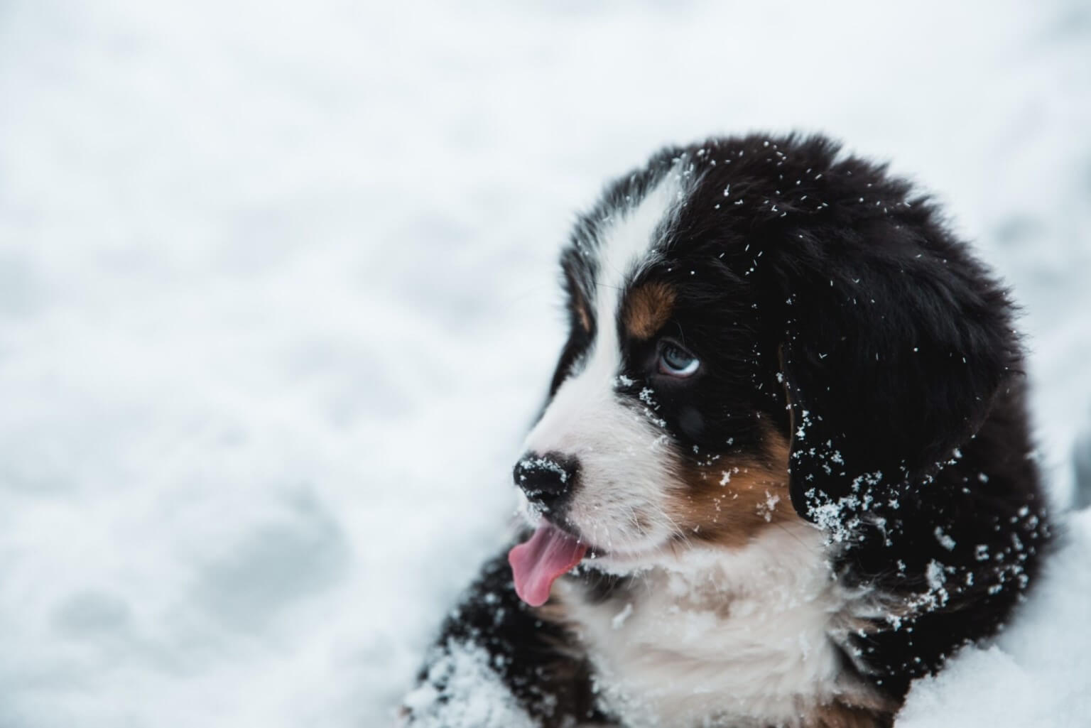Bernese Mountain Dog puppy in the snow