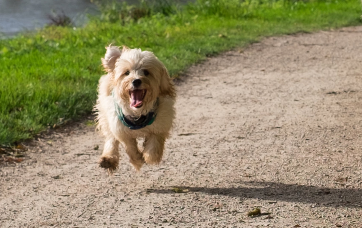Cockapoo running outside on a path