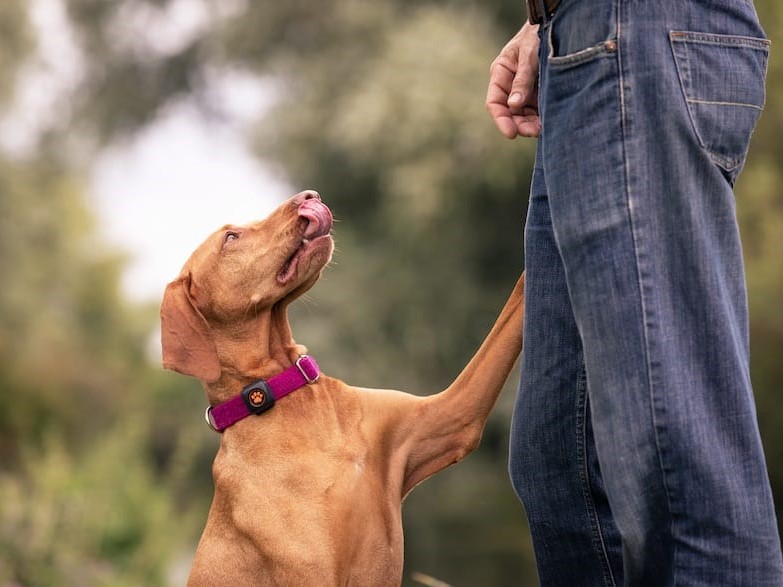 Vizsla licking lips