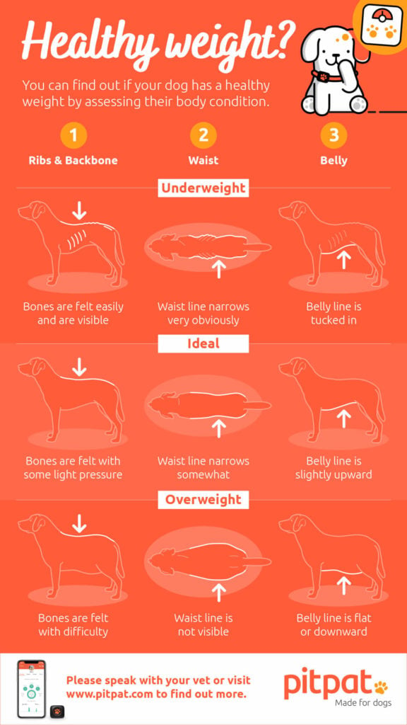 Dog body condition score infographic