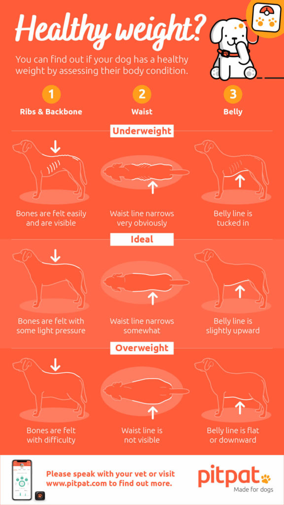 how much should your dog weigh