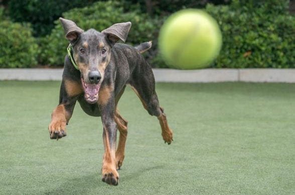 Dog running after a tennis ball