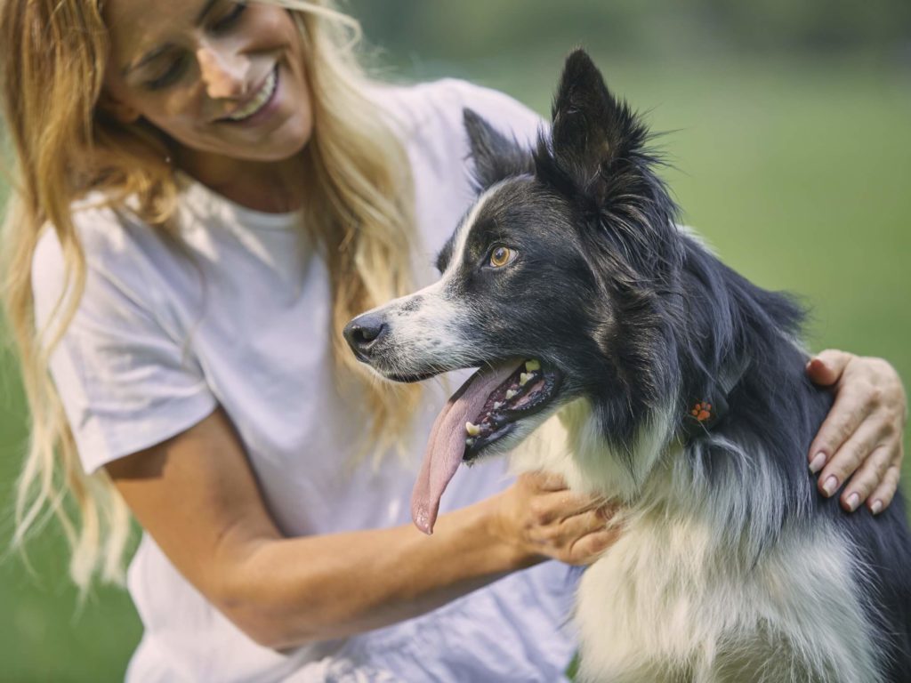Woman holding a Border Collie wearing a PitPat Dog Activity Monitor