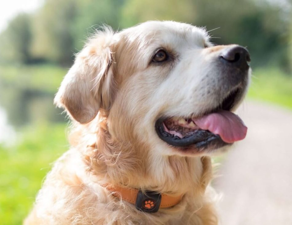 Golden Retriever wearing a PitPat