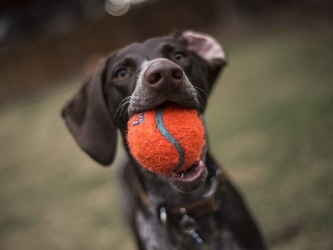Puppy with a ball in it's mouth
