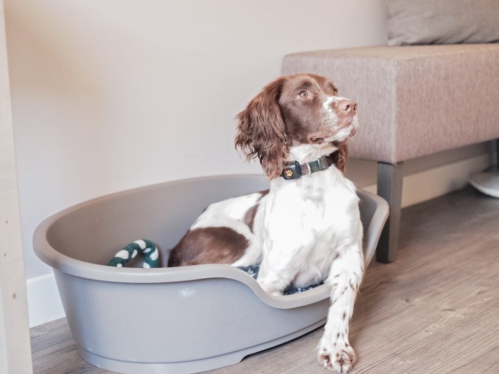 Springer Spaniel in dog bed