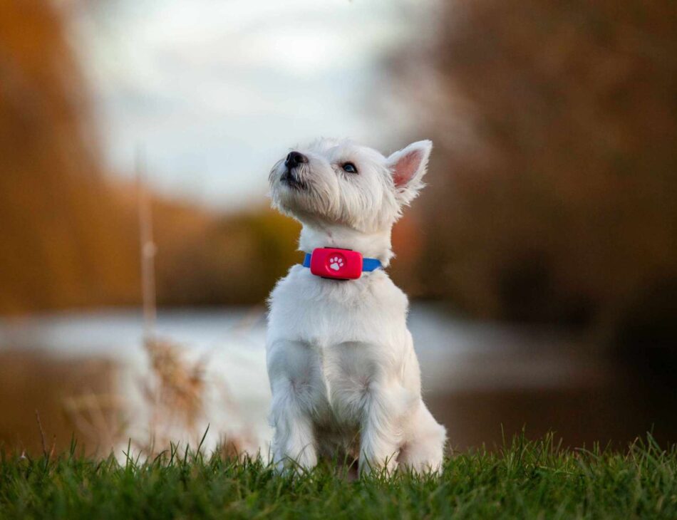 White West Highland Terrier sat in a field by a lake wearing a PitPat GPS Tracker
