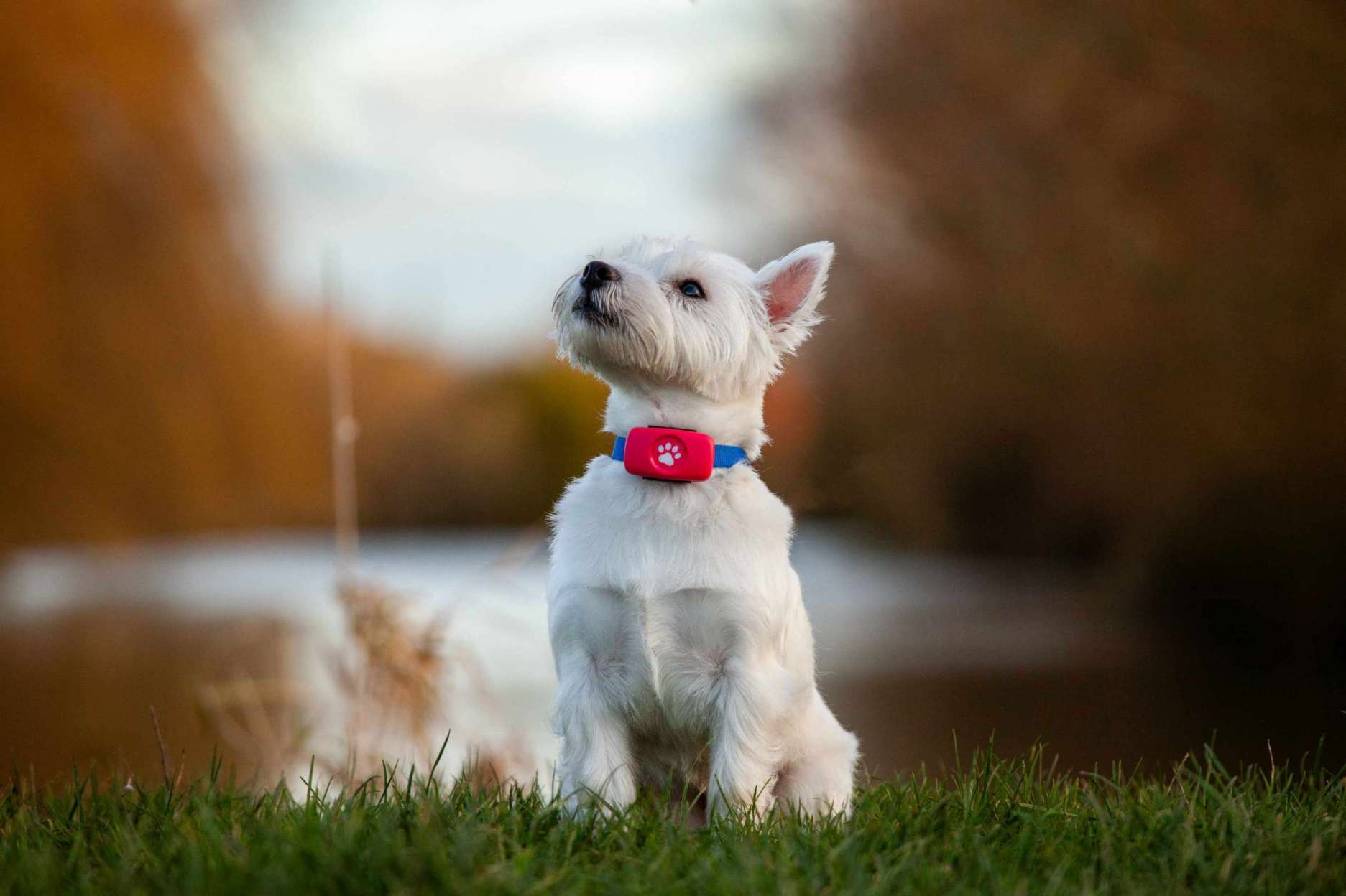 White West Highland Terrier sat in a field by a lake wearing a PitPat GPS Tracker