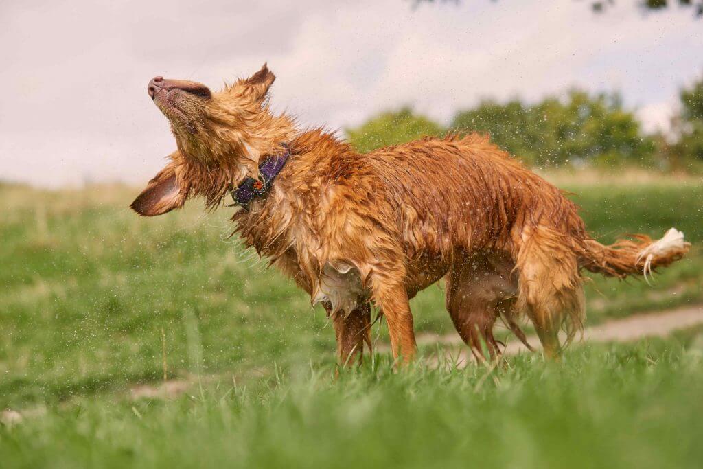 Dog shaking off water droplets in a field wearing a PitPat Dog Activity Monitor