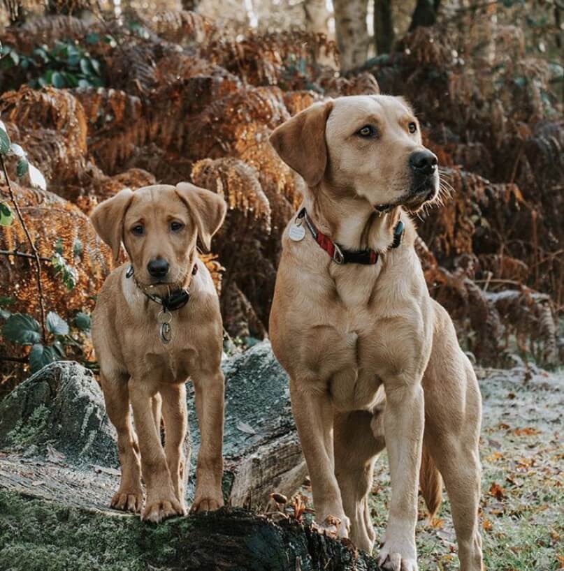 Two yellow Labradors in the forest