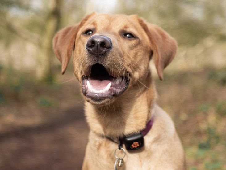 Golden Labrador smiling at camera wearing a PitPat Dog Activity Monitor