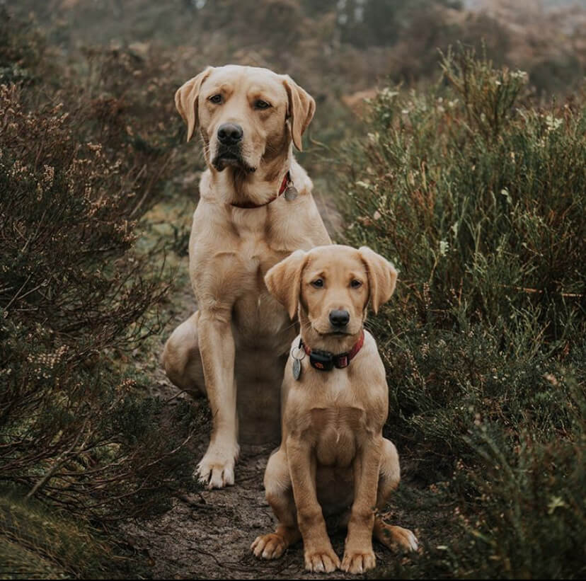 Adult and puppy golden labradors