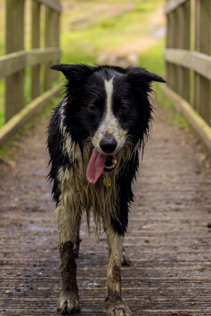 Wet and muddy Border Collie on a bridge