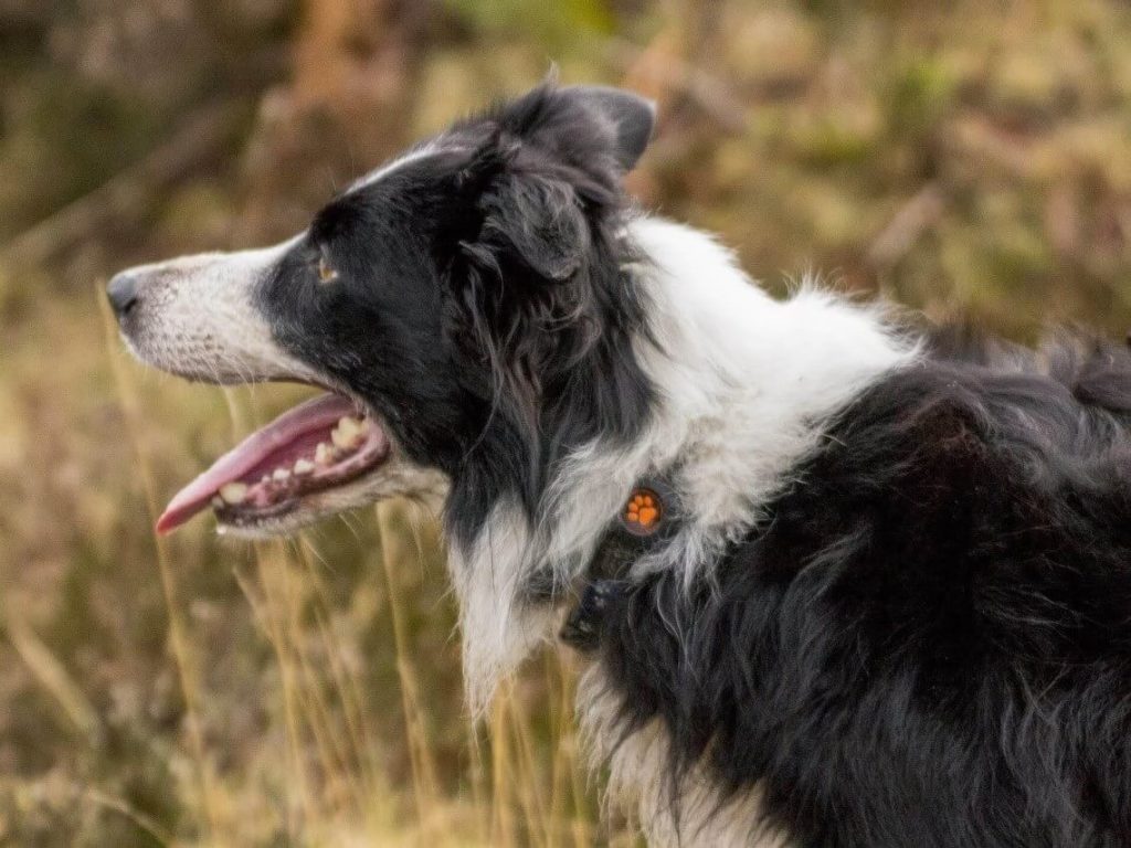 Border Collie