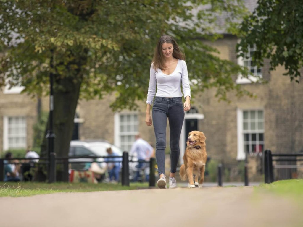 Woman walking Golden Retriever in city park