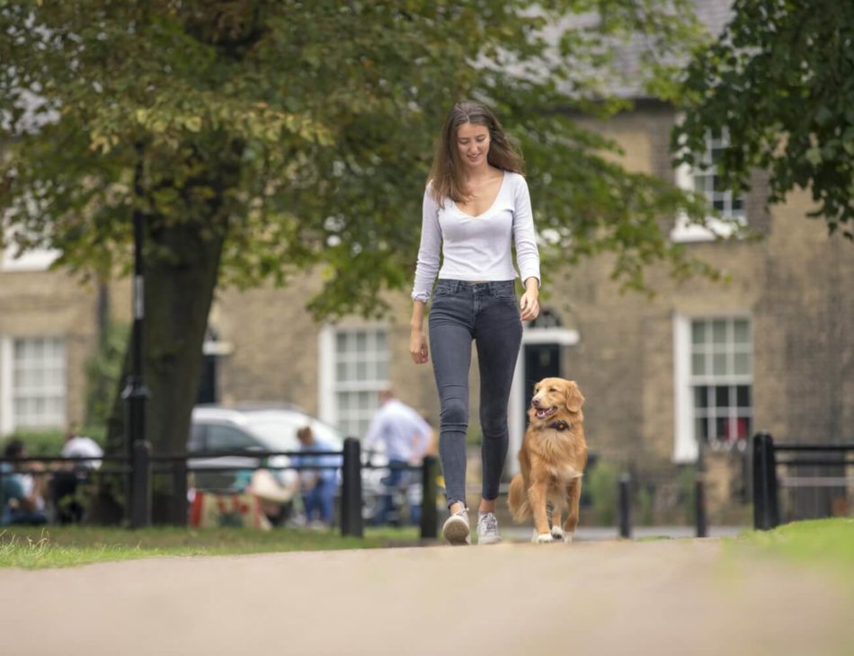 Woman walking Golden Retriever in city park