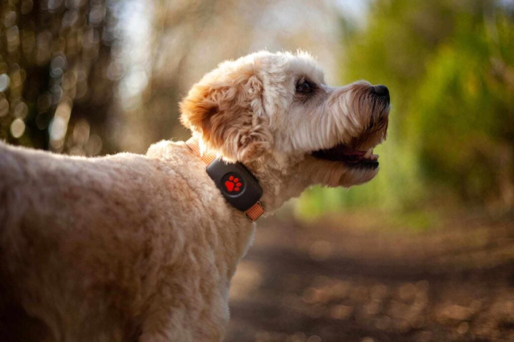 Cockapoo in the woods wearing a PitPat GPS Tracker on an orange collar