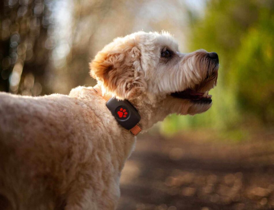 Cockapoo in the woods wearing a PitPat GPS Tracker on an orange collar