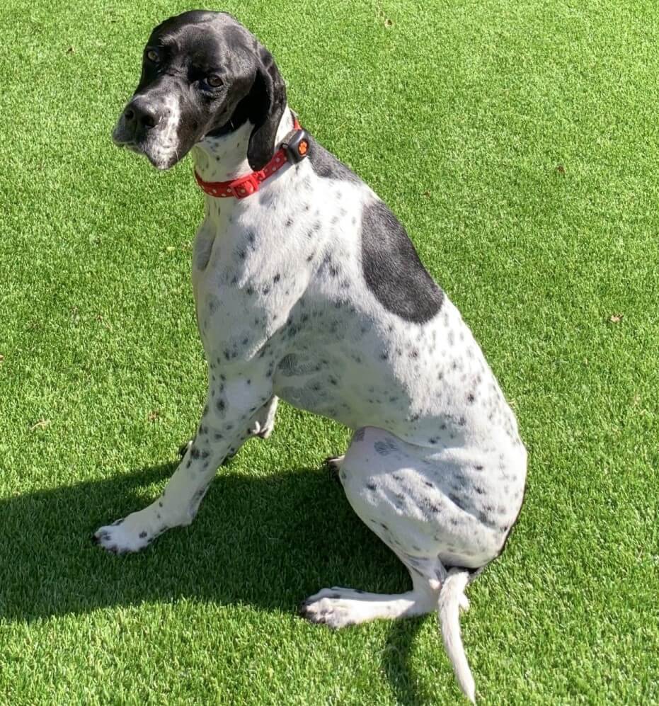 English Pointer in a field