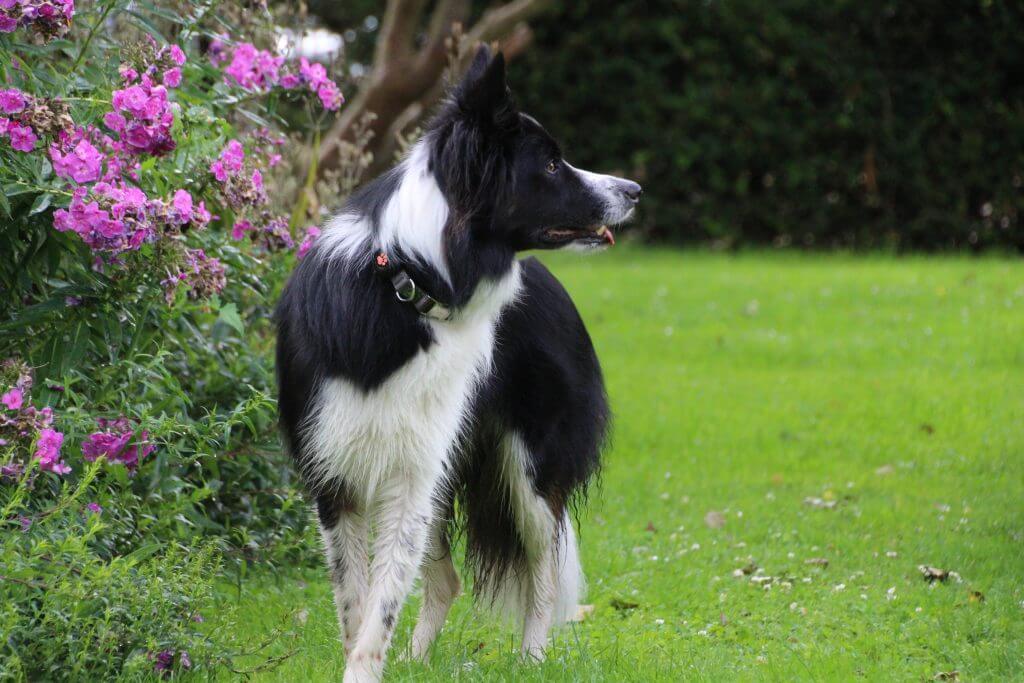 Border Collie in garden looking to the side