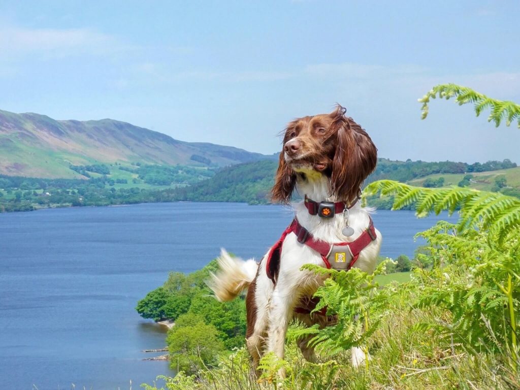 Springer Spaniel with lake as a backdrop