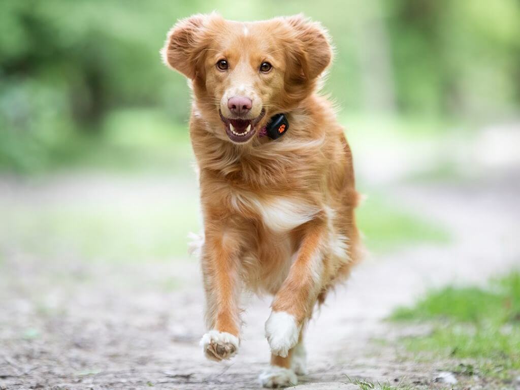 Duck Toller Retriever running in forest wearing a PitPat Dog Activity Monitor