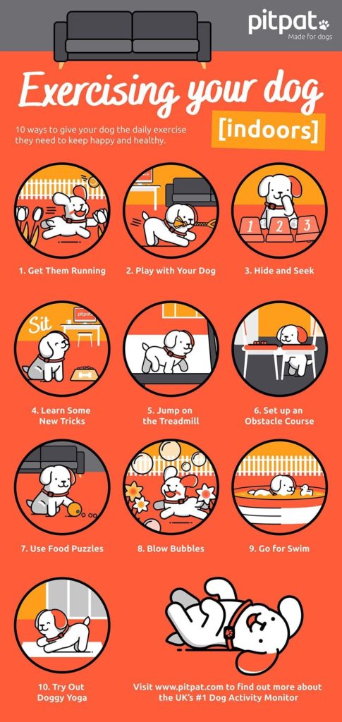 Exercising your dog indoors infographic