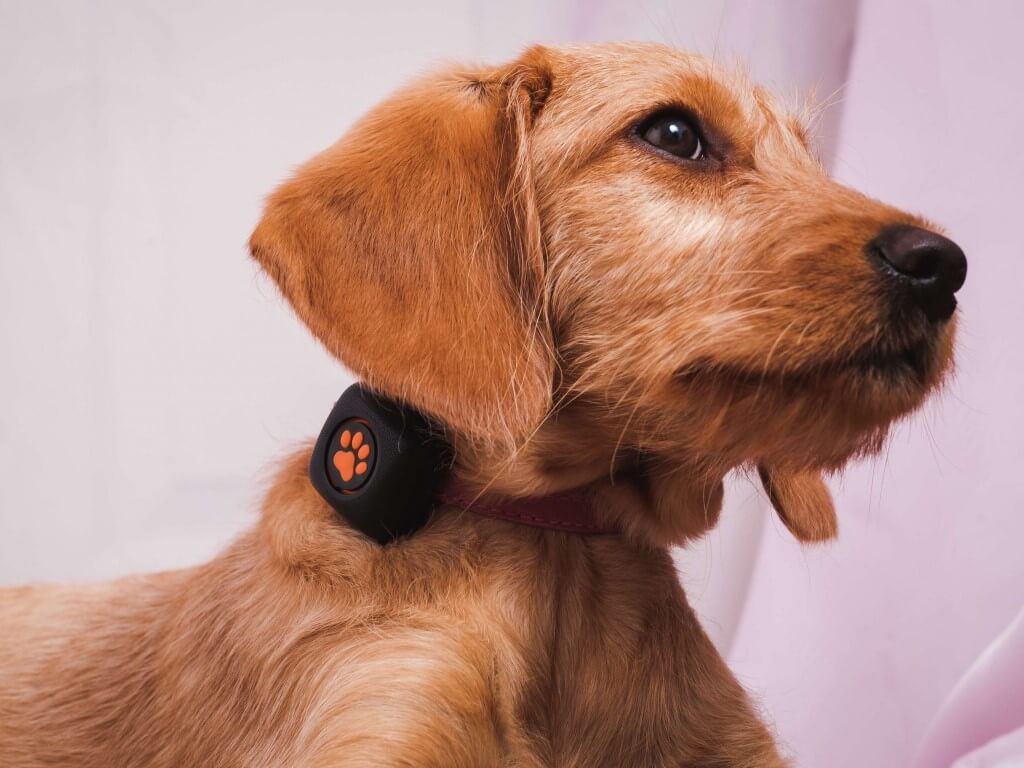 Brown puppy wearing a PitPat