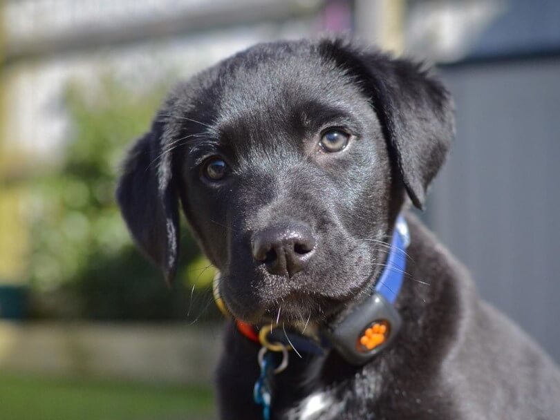 Black Labrador Puppy