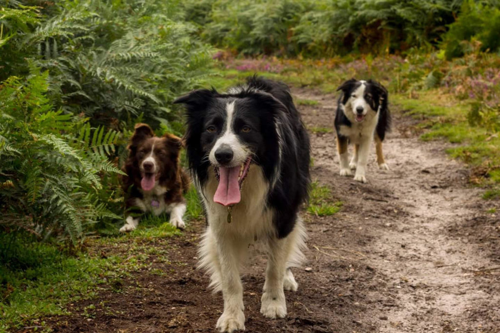 Three Border Collies in the Forest